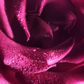Pink rose close up with water drops.