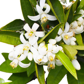 Picture of orange blossom.