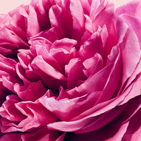 Close-up on a centifolia rose.