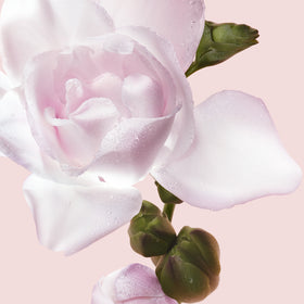 Close-up on a freesia flower.