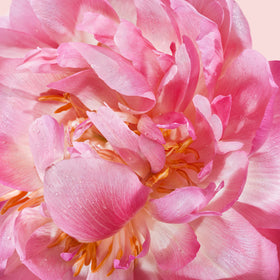 Close-up on a pink peony.