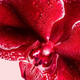 Close-up on an orchid.