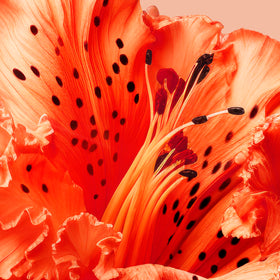 Close-up on a tiger lily flower.