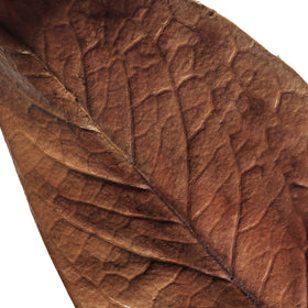 Close up on a leaf.