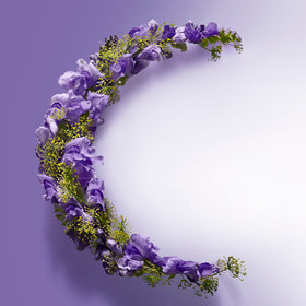 Photo of a purple flower on a purple background.
