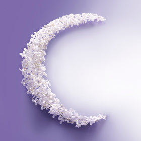 Photo of white flowers on a purple background.
