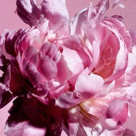 Close upon a pink peony flower.