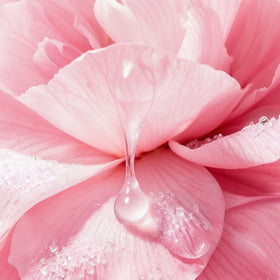 Close-up of a pink flower petal with a droplet of water.
